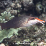 A bird wrasse photographed in the Solomon Islands