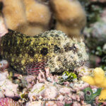 Jewel blenny photographed in the Solomon Islands