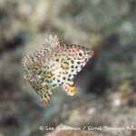 A juvenile leopard wrasse photographed in the Solomon Islands