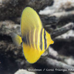 A juvenile sailfish tang photographed in the Solomon Islands
