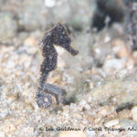 A tiny seahorse photographed in the Solomon Islands