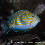 Blue-striped surgeonfish photographed in the Solomon Islands