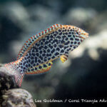 Leopard wrasse photographed in the Solomon Islands