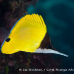 Long nose butterflyfish photographed in the Solomon Islands
