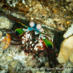 A mantis shrimp photographed in the Solomon Islands