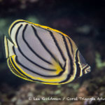 Meyer's butterflyfish photographed in the Solomon Islands