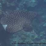 Eagle Ray photographed in the Solomon Islands