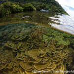 Beautiful coral reefs photographed in the Solomon Islands