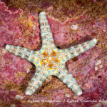 brilliant sea star photographed in the Solomon Islands
