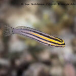 Fangblennies like this striped fangblenny, are found on shallow reefs