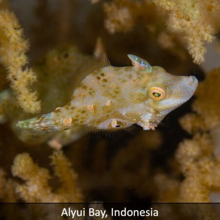 Icon to book alyui Bay snorkeling tour with coral triangle adventures