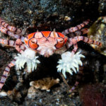 boxer crab are found in Lembeh