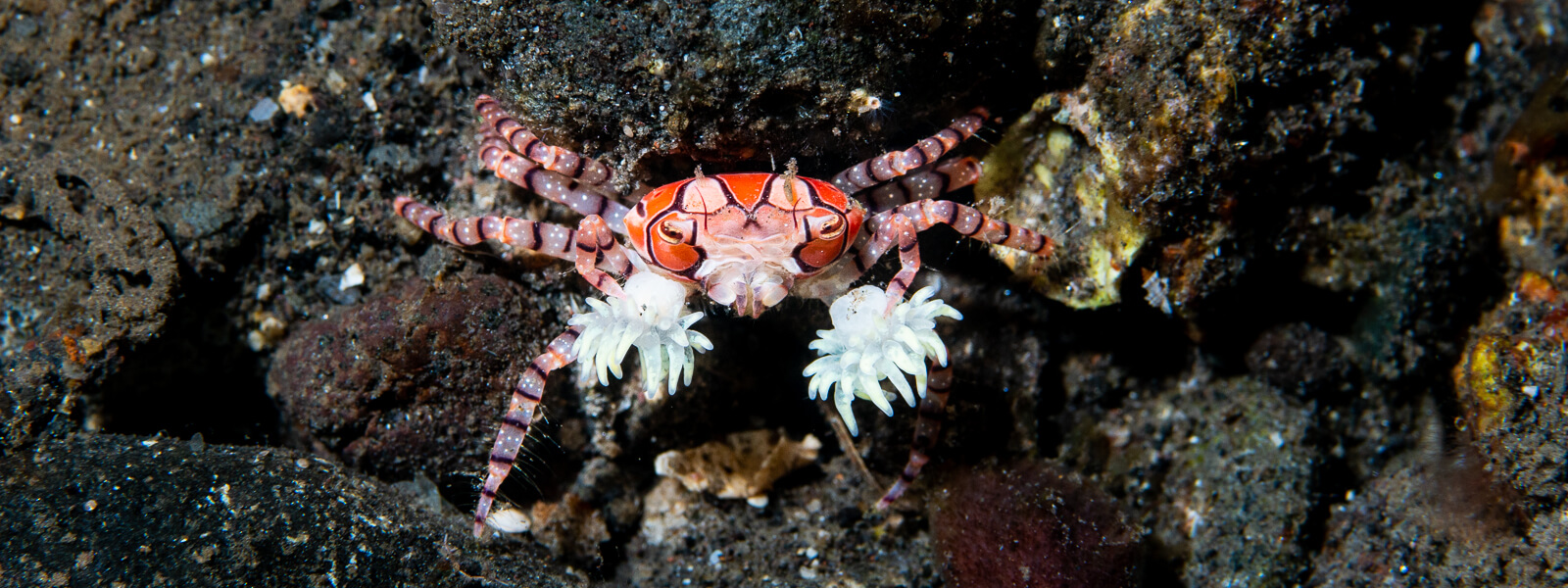 boxer crab are found in Lembeh