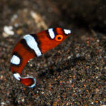 Juvenile fish in protected environments of Lembeh