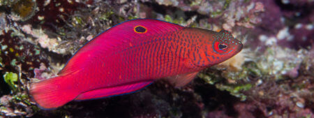 Oblique-lined dottback is a fish we see on our Solomon Islands snorkeling tour