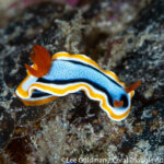 Anna's nudibranch photographed in Raja Ampat by Lee Goldman