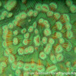 fluorescence coral photographed in Raja Ampat by Lee Goldman