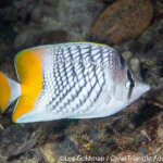 Crosshatch butterflyfish photographed in Raja Ampat by Lee Goldman