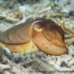 cuttlefish photographed in Raja Ampat by Lee Goldman