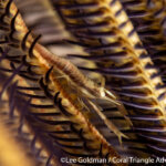 Feather star shrimp photographed in Raja Ampat by Lee Goldman