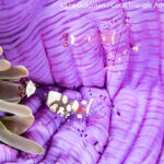Glass anemone shrimp photographed in Raja Ampat by Lee Goldman