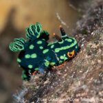 Green-spotted nudibranch photographed in Raja Ampat by Lee Goldman