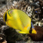 Latticed butterflyfish photographed in Raja Ampat by Lee Goldman