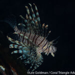 Lionfish photographed in Raja Ampat by Lee Goldman