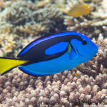 Palette surgeonfish photographed in Raja Ampat by Lee Goldman