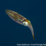 reef squid photographed in Raja Ampat by Lee Goldman