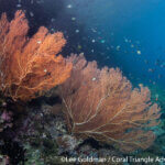 Sea fans photographed in Raja Ampat by Lee Goldman
