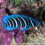 Six-banded angelfish photographed in Raja Ampat by Lee Goldman