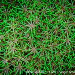 Soft coral photographed in Raja Ampat by Lee Goldman