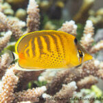Spot-band butterflyfish photographed in Raja Ampat by Lee Goldman