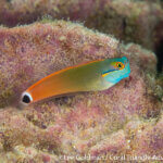 Spot tail blenny photographed in Raja Ampat by Lee Goldman