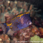 Spotted boxfish photographed in Raja Ampat by Lee Goldman