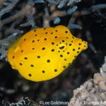 Yellow boxfish photographed in Raja Ampat by Lee Goldman