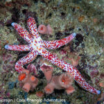 Many-pore sea star photographed in Raja Ampat by Lee Goldman