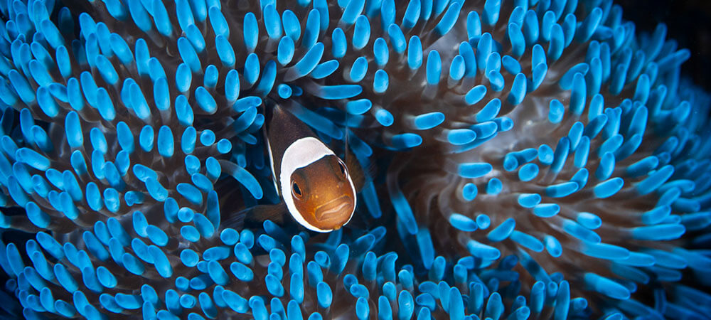 Blue anemone and clown anemone fish photographed in Raja Ampat