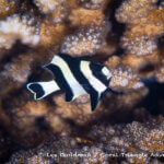 Blacktail damselfish photographed in west papua