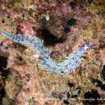 Blue dragon nudibranch photographed in Raja Ampat