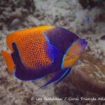 Blue-gridled angelfish photographed in raja ampat