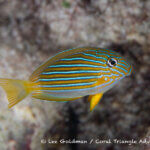 Blue-lined surgeonfish photographed in West Papua