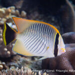 Chevron butterflyfish photographed in West Papua