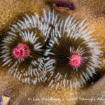 Christmas tree worms photographed in West Papua