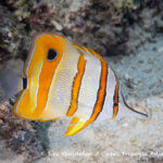 Copper-banded butterflyfish photographed in Raja Ampat