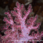 Soft coral photographed in Raja Ampat, West Papua