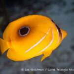 Eclipse butterflyfish photographed in Raja Ampat