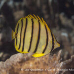 Eight-banded butterflyfish photographed in West Papua