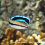 Mimic fang-blenny photographed in West Papua
